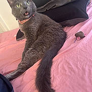 Tommy joined the competition — help win amazing prizes! cat, gray_cat, pet, bed, pink_bedspread, toy_mouse, black_pillows, feline, fur, tail, collar, indoor, animal, cute, surprised_expression, resting, domestic_cat, whiskers, ears, playful