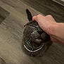 cat, gray_cat, pet, collar, hand, floor, wooden_floor, indoor, close_up, feline, happy, content, domestic_animal, animal, head_rub, human_hand, paw, whiskers, fur, cute