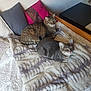 Triskel Et Pupuce participe au concours pour gagner de l'argent avec cette photo : animal, bed, blanket, cat, cats, cozy, cute, domestic_animal, feline, fur, home, indoor, pattern, pet, pillow, relaxing, resting, soft, striped_cat, tabby_cat
