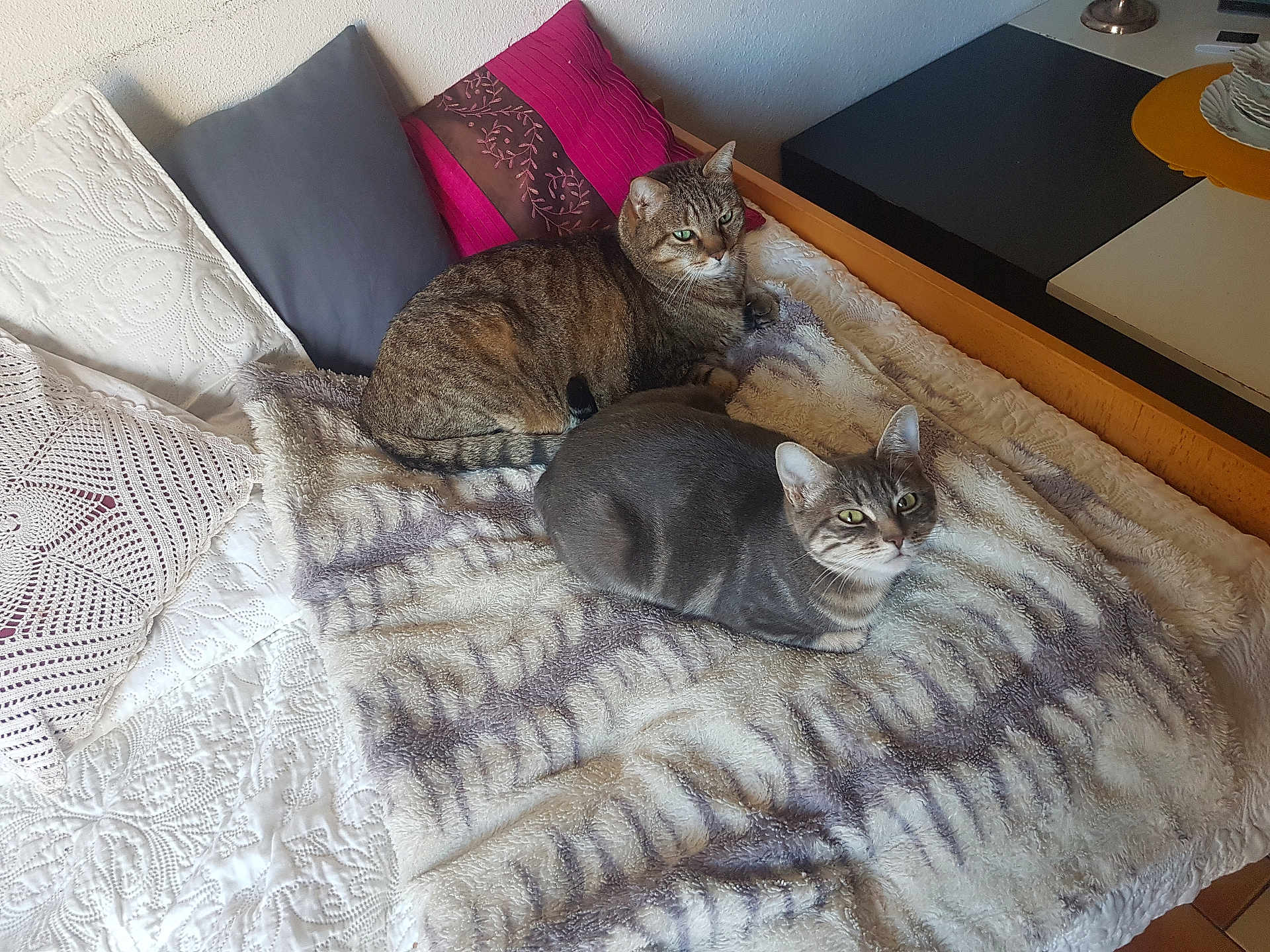 Triskel Et Pupuce participe au concours pour gagner de l'argent avec cette photo : animal, bed, blanket, cat, cats, cozy, cute, domestic_animal, feline, fur, home, indoor, pattern, pet, pillow, relaxing, resting, soft, striped_cat, tabby_cat