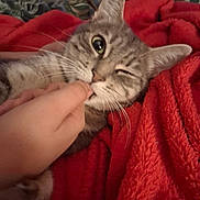 Triskel Et Pupuce a rejoint le concours — aidez-le/la à gagner de superbes lots ! animal, blanket, cat, close_up, cozy, cute, domestic_cat, finger, fur, gray_cat, hand, indoor, nibbling, pet, playful, red_blanket, resting, tabby_cat, whiskers, winking