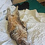 Triskel Et Pupuce a rejoint le concours — aidez-le/la à gagner de superbes lots ! animal, bed, cat, comfort, cozy, ear, feline, fur, home, indoor, paw, pet, quilt, relaxed, resting, sleeping, soft, striped, tabby, white