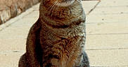 Tigrys participe au concours pour gagner de l'argent avec cette photo : cat, tabby, pet, animal, outdoor, sitting, green_eyes, curious, feline, fur, whiskers, tail, pavement, wall, daylight, quiet, alert, domestic_animal, nature, portrait