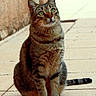 cat, tabby, pet, animal, outdoor, sitting, green_eyes, curious, feline, fur, whiskers, tail, pavement, wall, daylight, quiet, alert, domestic_animal, nature, portrait