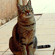 Tigrys participe au concours pour gagner de l'argent avec cette photo : cat, tabby_cat, outdoor, patio, tiled_floor, wall, green_eyes, sitting, animal, pet, curious, feline, nature, daylight, ears, whiskers, tail, looking_up, domestic_cat, calm
