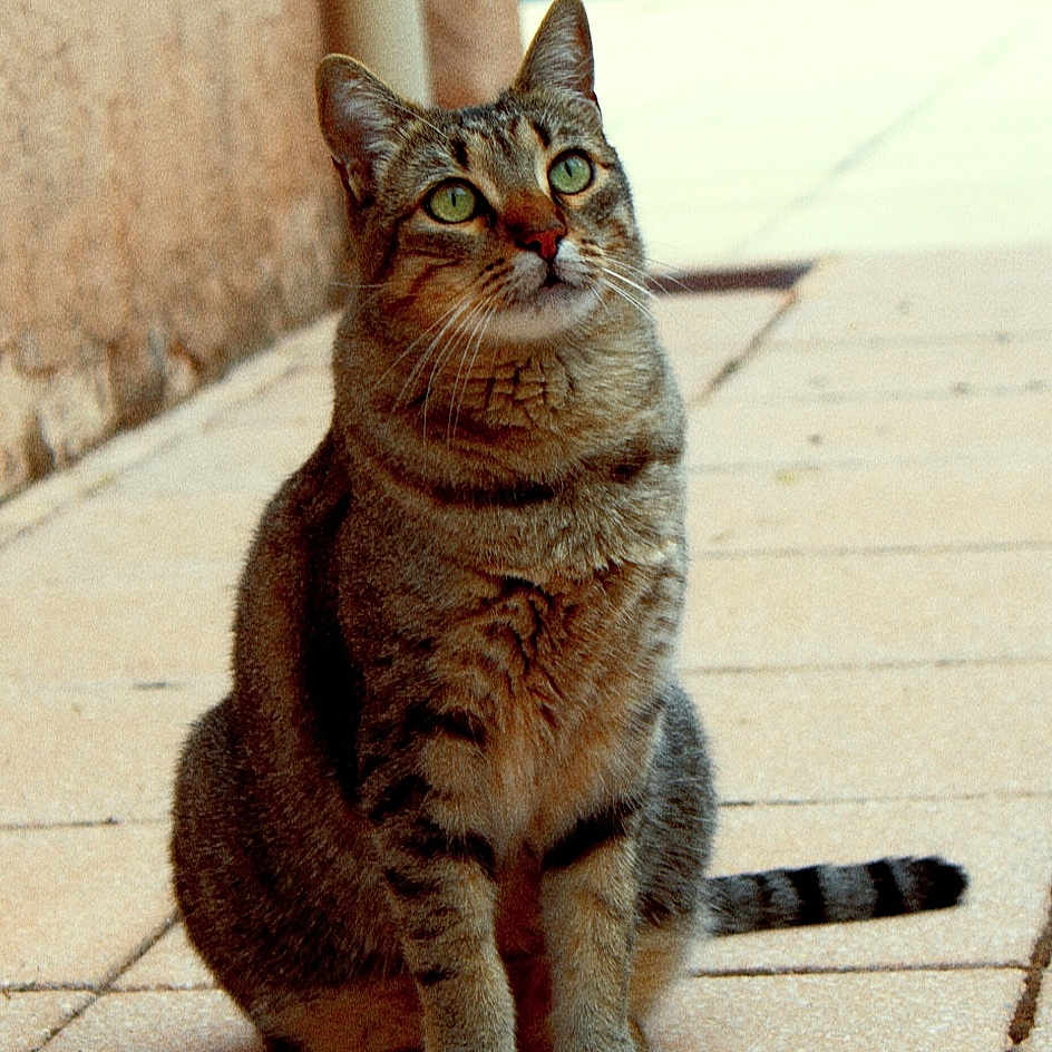 Tigrys participe au concours pour gagner de l'argent avec cette photo : cat, tabby_cat, outdoor, patio, tiled_floor, wall, green_eyes, sitting, animal, pet, curious, feline, nature, daylight, ears, whiskers, tail, looking_up, domestic_cat, calm