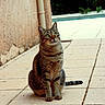 Tigrys participe au concours pour gagner de l'argent avec cette photo : cat, tabby_cat, pet, animal, outdoor, patio, tiled_floor, green_eyes, curious, sitting, feline, whiskers, ears, tail, nature, wall, texture, daylight, garden, quiet