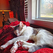 Jack joined the competition — help win amazing prizes! cat, comfort, cozy, curtains, daylight, domestic, feline, fur, home, indoor, lamp, paw_pads, quiet, red_blanket, relaxing, resting, sleeping, soft_texture, sunlight, window