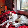 cat, comfort, cozy, curtains, daylight, domestic, feline, fur, home, indoor, lamp, paw_pads, quiet, red_blanket, relaxing, resting, sleeping, soft_texture, sunlight, window