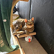 Tsuki a rejoint le concours — aidez-le/la à gagner de superbes lots ! animal, black_wall, cat, close_up, cozy, curious, cute, domestic_animal, feline, green_eyes, indoor, pet, plush_toy, relaxed, resting, scratch_pad, sunlight, tabby_cat, tile_floor, wooden_furniture