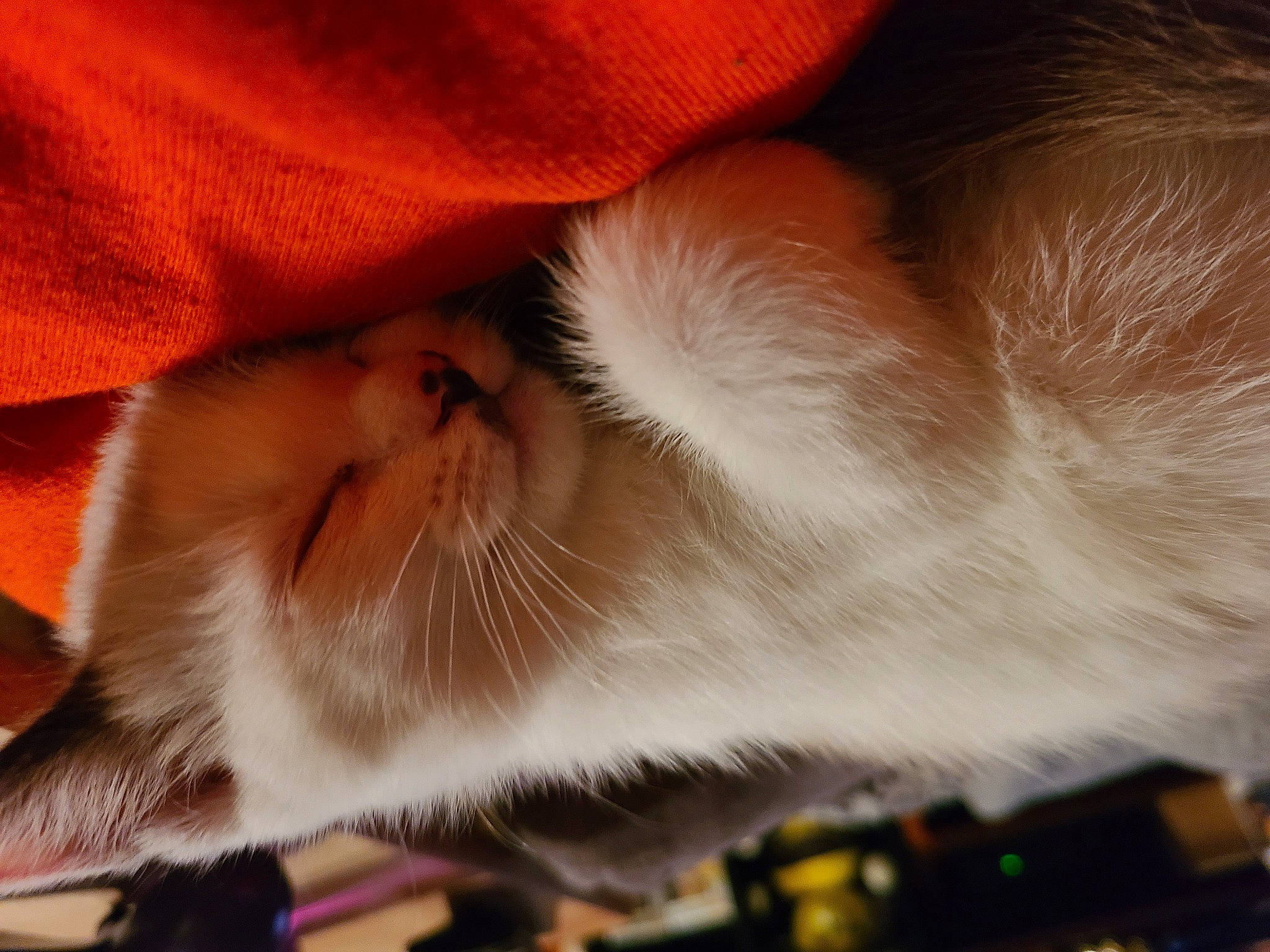 Domino joined the competition — help win amazing prizes! carnivore, cat, claw, close_up, comfort, domestic_short_haired_cat, ear, eye, fawn, felidae, fur, head, nap, orange, paw, small_to_medium_sized_cats, snout, tail, whiskers