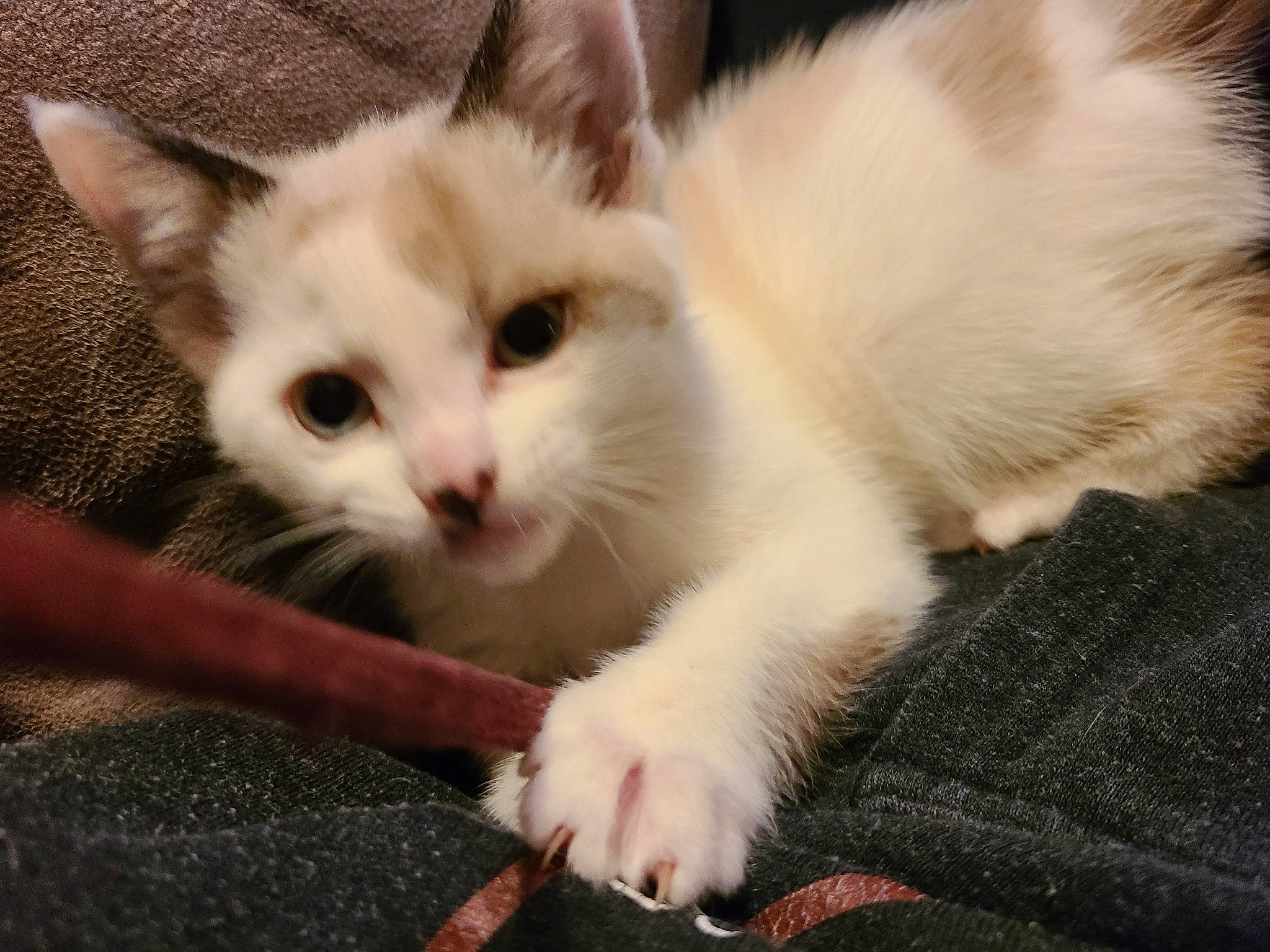 Domino is registered to the contest to win money with this photo: balinese, carnivore, cat, claw, domestic_short_haired_cat, fawn, felidae, foot, fur, iris, nail, paw, photo_caption, small_to_medium_sized_cats, snout, tail, thai, whiskers