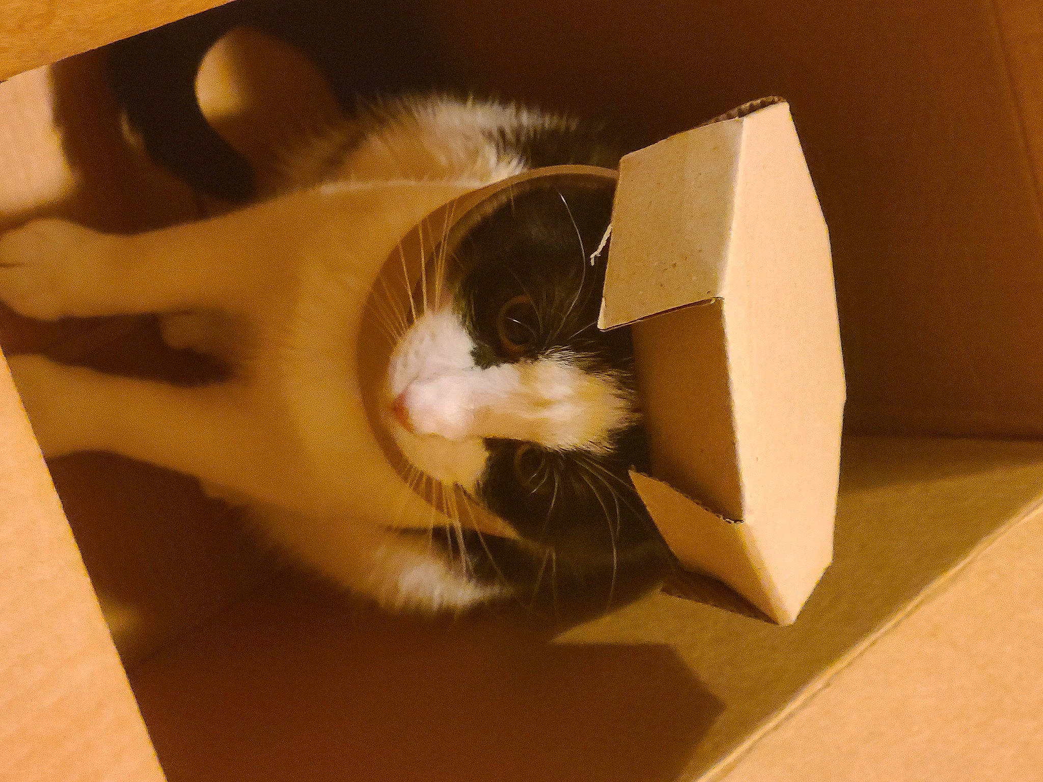 Doodle is registered to the contest to win money with this photo: box, cardboard, carnivore, carton, cat, eyelash, fawn, felidae, fur, hardwood, packaging_and_labeling, packing_materials, paper, paper_product, shipping_box, small_to_medium_sized_cats, snout, tail, whiskers, wood