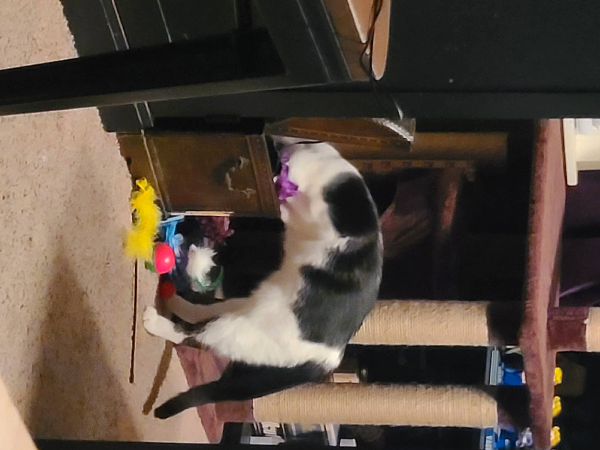 Doodle joined the competition — help win amazing prizes! canidae, carnivore, cat, dog_breed, door, felidae, flooring, fur, hardwood, room, small_to_medium_sized_cats, sporting_group, tail, whiskers, window, wood