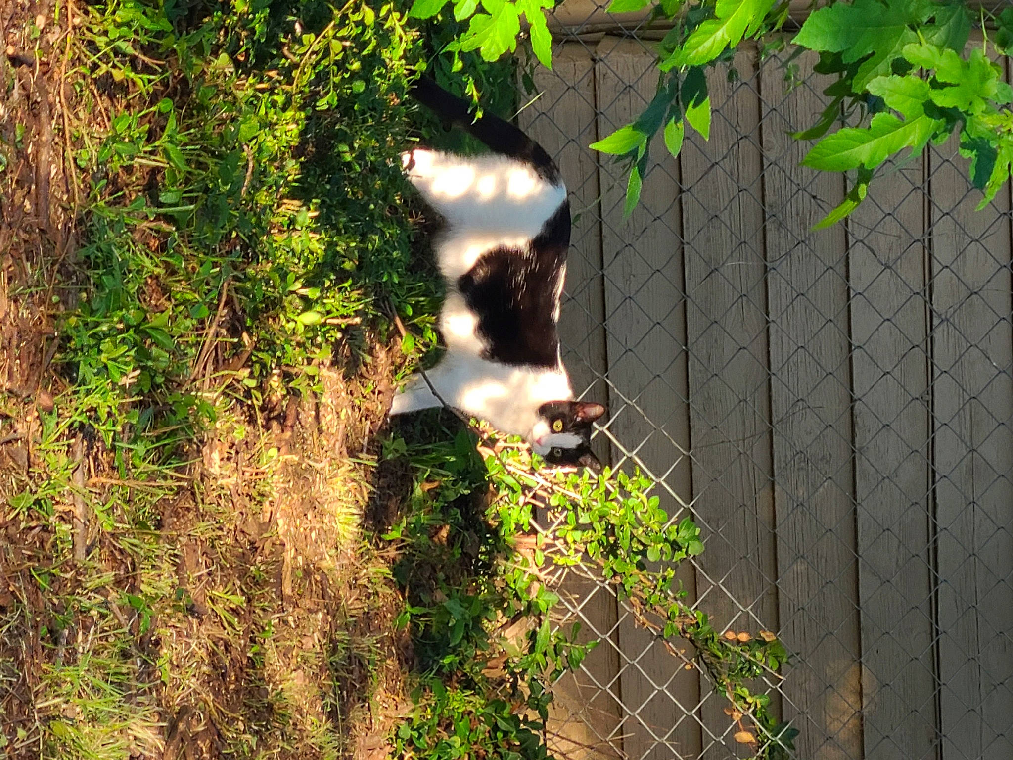 Doodle is registered to the contest to win money with this photo: branch, carnivore, cat, fawn, felidae, fence, forest, grass, landscape, leaf, plant, shade, shrub, small_to_medium_sized_cats, tail, tints_and_shades, tree, trunk, wood, woody_plant