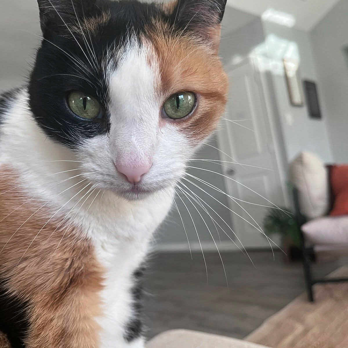 Stella Rosa is registered to the contest to win money with this photo: calico_cat, cat, close_up, couch, cozy, curious, domestic_animal, door, ears, feline, fur, furniture, green_eyes, hardwood_floor, indoor, living_room, nose, pet, portrait, whiskers