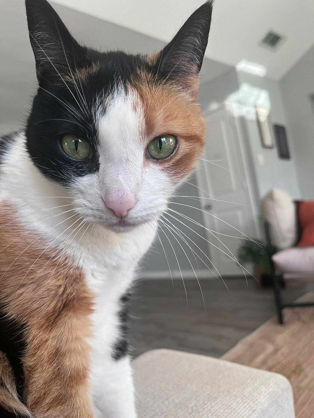 Stella Rosa is registered to the contest to win money with this photo: cat, calico_cat, pet, whiskers, green_eyes, close_up, portrait, indoor, living_room, furniture, couch, door, hardwood_floor, curious, nose, ears, fur, feline, domestic_animal, cozy