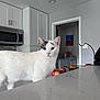 cat, white_cat, heterochromia, blue_eye, brown_eye, countertop, kitchen, cabinets, microwave, fruit_bowl, apples, banana, doorway, wall_art, laundry_area, indoor, pet, whiskers, marble_countertop, portrait