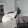 cat, heterochromia, odd_eyes, white_fur, pet, indoor, countertop, marble_counter, potted_plant, dining_table, chair, stool, hardwood_floor, doorway, light_switch, whiskers, ears, tail, portrait, looking_at_camera