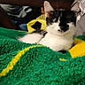 cat, black_and_white, blanket, green, yellow, indoor, pet, feline, cozy, relaxed, fur, whiskers, animal, texture, resting, closeup, soft, comfort, domestic, cute
