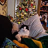 cat, black_and_white, fluffy, couch, blanket, pillow, christmas_tree, ornaments, lights, decorations, indoor, cozy, holiday, festive, relaxed, pet, living_room, shelf, home, warm_lighting