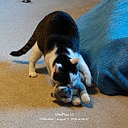 Lynn is registered to the contest to win money with this photo: animal, black_and_white, blanket, blue, carpet, cat, curious, domestic, feline, floor, home, indoor, pet, playful, resting, shadow, soft_lighting, stuffed_animal, texture, toy