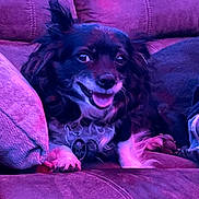 Muffin is registered to the contest to win money with this photo: dog, pet, couch, purple_lighting, smiling, fur, collar, indoor, paw, relaxed, cute, small_dog, canine, home, animal, companion, friendly, seated, tongue_out, furniture