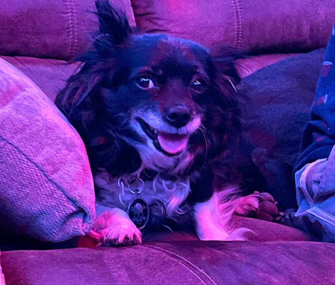 Muffin