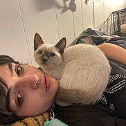 Mr Kitty is registered to the contest to win money with this photo: person, cat, siamese_cat, indoor, bed, lying_down, pet, animal, cozy, casual, resting, face, fur, black_clothing, piercing, crate, blanket, relaxing, close_up, domestic
