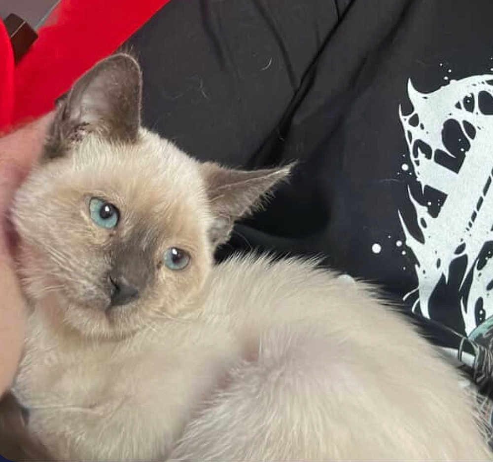 Mr Kitty