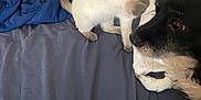 Mr Kitty is registered to the contest to win money with this photo: kitten, cat, dog, bed, blue_bedspread, hand, fishnet_glove, playful, curious, indoor, pet_hair, pillow, white_wall, black_and_white_dog, siamese_cat, paw, fur, animal, domestic, interaction
