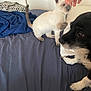 kitten, cat, dog, bed, blue_bedspread, hand, fishnet_glove, playful, curious, indoor, pet_hair, pillow, white_wall, black_and_white_dog, siamese_cat, paw, fur, animal, domestic, interaction