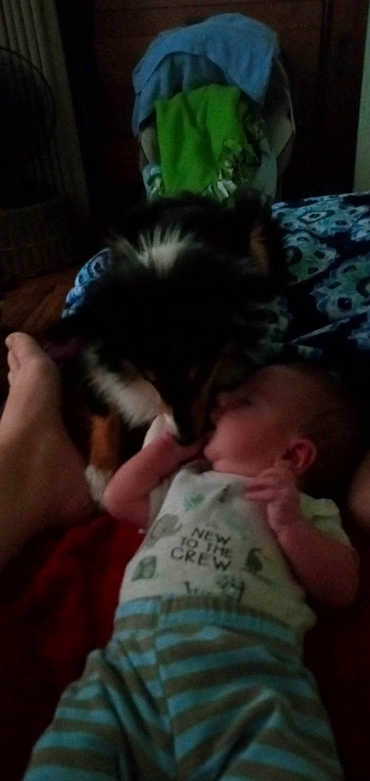 Freya joined the competition — help win amazing prizes! baby, carnivore, cat, cloud, comfort, companion_dog, dog_breed, ear, eye, eyebrow, felidae, gesture, hair, happy, iris, nose, small_to_medium_sized_cats, thumb, toddler, whiskers