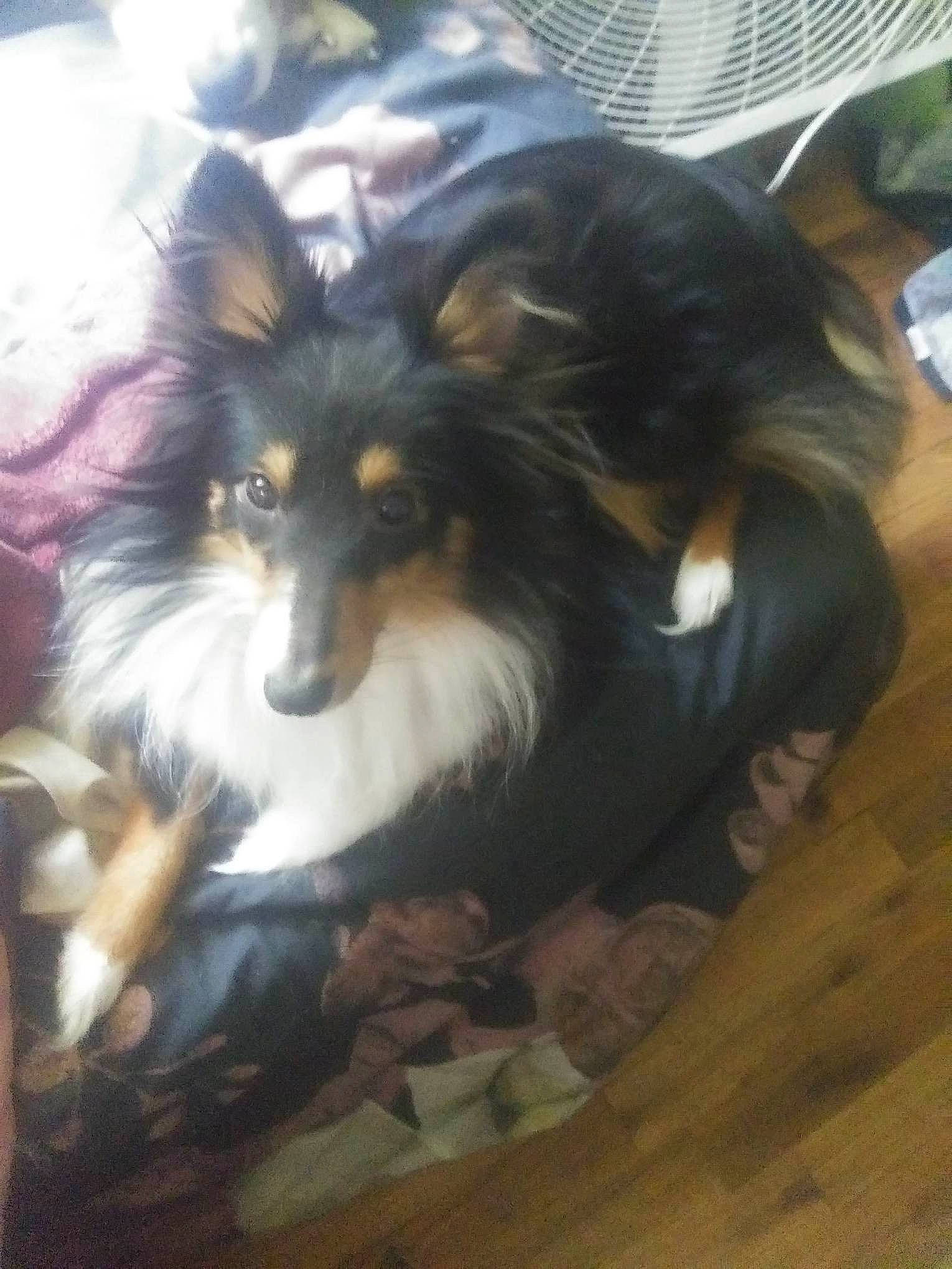 Freya is registered to the contest to win money with this photo: carnivore, companion_dog, dog, dog_breed, flooring, fur, hardwood, herding_dog, snout, terrestrial_animal, varnish, whiskers, wood, wood_flooring, wood_stain, working_dog