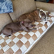 Mumsy is registered to the contest to win money with this photo: blanket, brindle_dog, couch, cozy, dog, dogs, ears, furniture, indoor, living_room, paw, pet, pillow, pitbull, puppy, resting, senior_dog, snout, throw_blanket, tile_floor