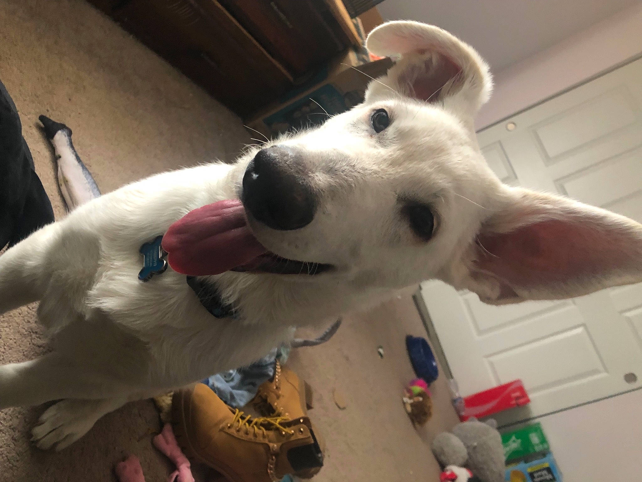 Apollo is registered to the contest to win money with this photo: canidae, carnivore, collar, companion_dog, dog, dog_breed, dog_collar, door, ear, fur, giant_dog_breed, jaw, non_sporting_group, snout, sporting_group, whiskers, working_animal