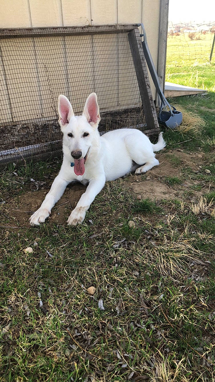 Apollo joined the competition — help win amazing prizes! canidae, carnivore, companion_dog, dog, dog_breed, ear, eye, fawn, fence, grass, non_sporting_group, plant, sporting_group, tail, terrestrial_animal