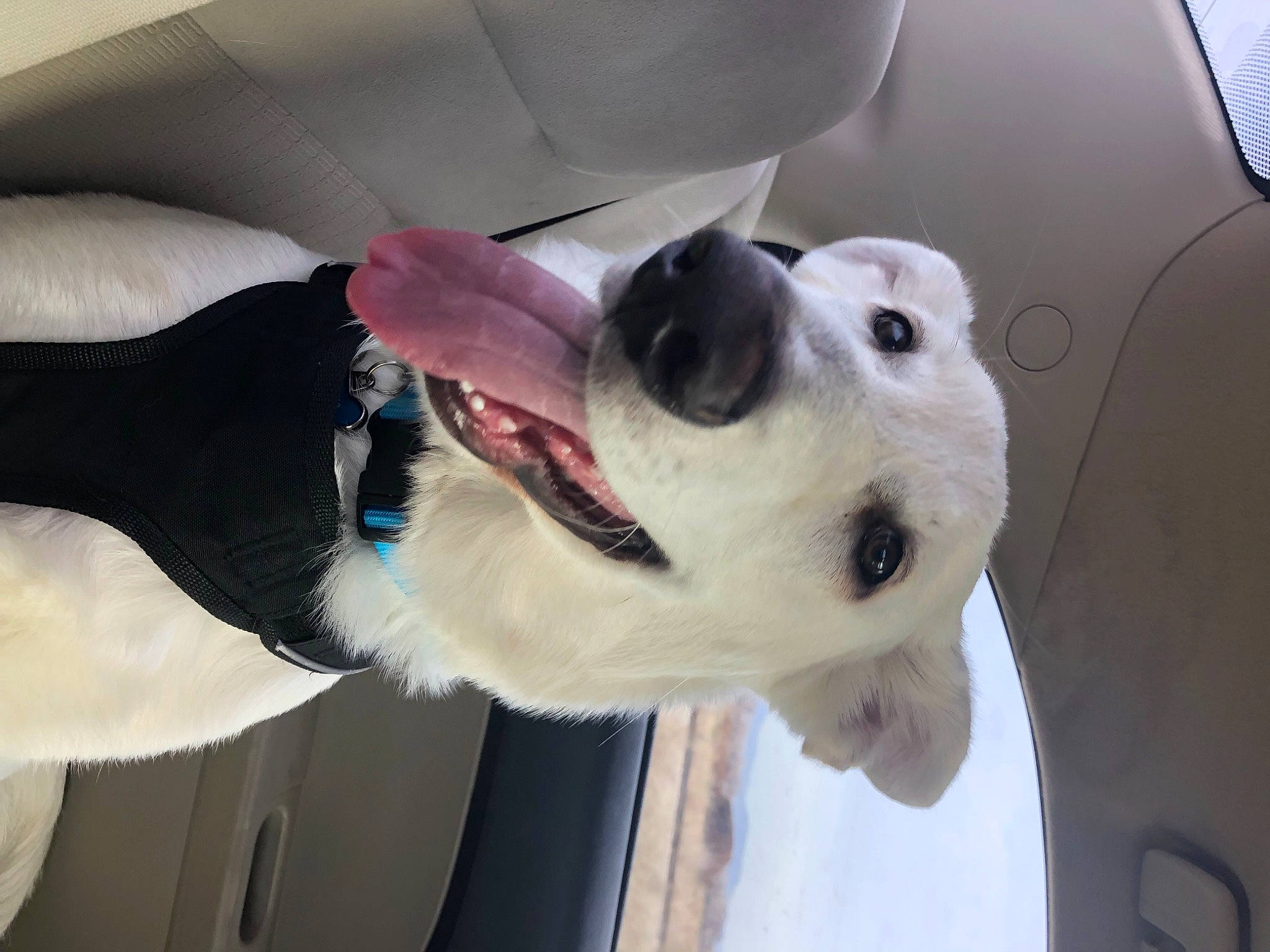 Apollo is registered to the contest to win money with this photo: canidae, carnivore, collar, companion_dog, dog, dog_breed, dog_collar, dog_supply, eyewear, fawn, fur, jaw, mammal, pet_supply, snout, sporting_group, vehicle_door, vertebrate, whiskers, working_animal