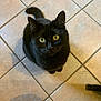 black_cat, cat, pet, animal, indoor, floor_tiles, yellow_eyes, feline, curious, looking_up, fur, whiskers, tail, domestic_cat, close_up, cute, sitting, tile_floor, household, shadow