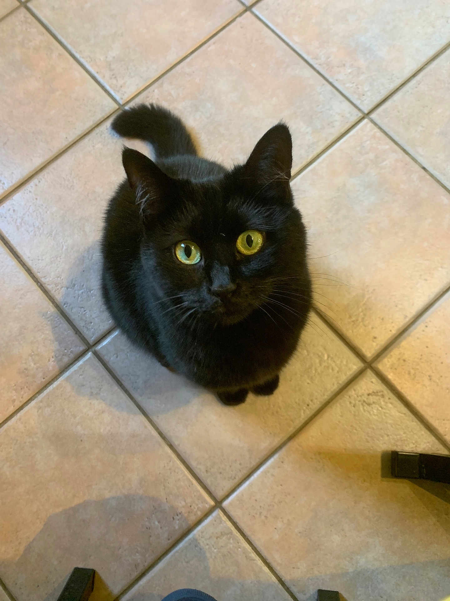 Chouquette participe au concours pour gagner de l'argent avec cette photo : black_cat, cat, pet, animal, indoor, floor_tiles, yellow_eyes, feline, curious, looking_up, fur, whiskers, tail, domestic_cat, close_up, cute, sitting, tile_floor, household, shadow