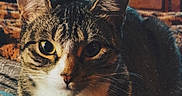 Bug is registered to the contest to win money with this photo: animal, bed, blanket, cabinet, cat, cozy, curious, domestic, ears, eyes, face, feline, fur, furniture, home, indoor, pet, resting, tabby, whiskers