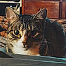 Bug is registered to the contest to win money with this photo: cat, tabby, animal, pet, indoor, feline, fur, whiskers, ears, eyes, face, resting, bed, blanket, furniture, cabinet, cozy, home, domestic, curious