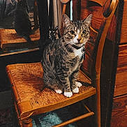 Bug is registered to the contest to win money with this photo: cat, tabby_cat, wooden_chair, mirror, reflection, indoor, furniture, vintage, floor_rug, wood_paneling, pet, animal, domestic_cat, sitting, curious, collar, paws, looking_at_camera, home, cozy
