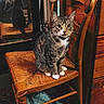 cat, tabby_cat, wooden_chair, mirror, reflection, indoor, furniture, vintage, floor_rug, wood_paneling, pet, animal, domestic_cat, sitting, curious, collar, paws, looking_at_camera, home, cozy