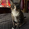 Bug is registered to the contest to win money with this photo: cat, tabby_cat, pet, indoor, bed, blanket, television, statue, furniture, room, curious, whiskers, ears, fur, paws, domestic_animal, cozy, lighting, household, portrait