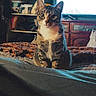 cat, tabby, bed, blanket, indoor, furniture, shelf, window, curtains, domestic_animal, pet, looking, fur, whiskers, ears, eyes, home, cozy, resting, animal