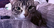 Bug joined the competition — help win amazing prizes! cat, tabby, pet, animal, indoor, blanket, cozy, fur, whiskers, face, green_eyes, closeup, curious, resting, bedroom, furniture, soft_light, texture, domestic, cute