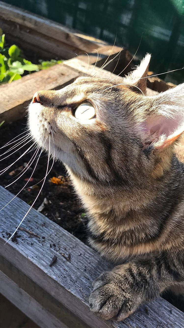 Roxie participe au concours pour gagner de l'argent avec cette photo : carnivore, cat, claw, close_up, domestic_short_haired_cat, fang, felidae, fur, grass, paw, plant, small_to_medium_sized_cats, snout, tail, terrestrial_animal, whiskers, wildlife, window, wood, yawn