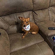 Chance is registered to the contest to win money with this photo: dog, puppy, brown_dog, sitting, leather_couch, sofa, bandana, pet, indoors, living_room, furniture, remote_control, small_dog, pointed_ears, short_hair, portrait, companion_animal, home, alert, cute