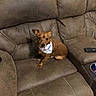 dog, puppy, brown_dog, sitting, leather_couch, sofa, bandana, pet, indoors, living_room, furniture, remote_control, small_dog, pointed_ears, short_hair, portrait, companion_animal, home, alert, cute